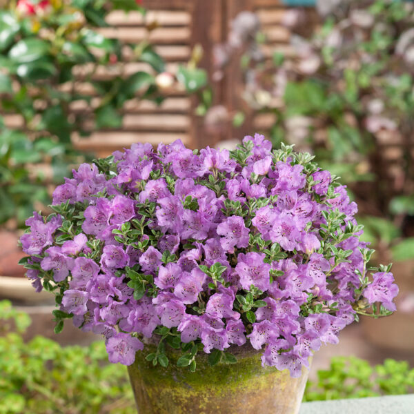 Rhododendron keleticum