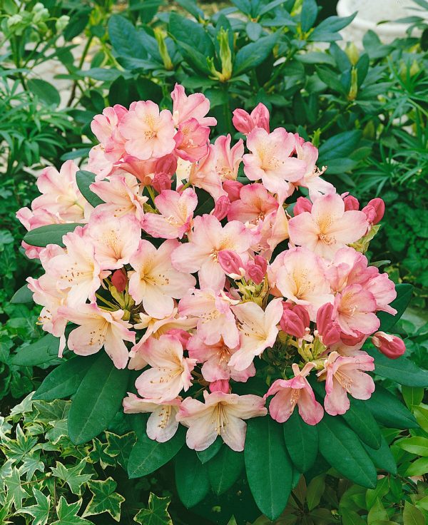 Rhododendron (Y) 'Percy Wiseman' - Rododendron Percy Wiseman