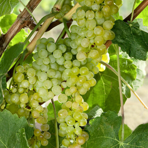 Vitis vinifera 'Lakemont' - bílé, bezsemenné