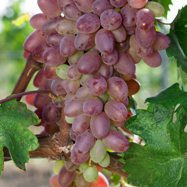 Vitis vinifera 'Jupiter'-bezsemenné