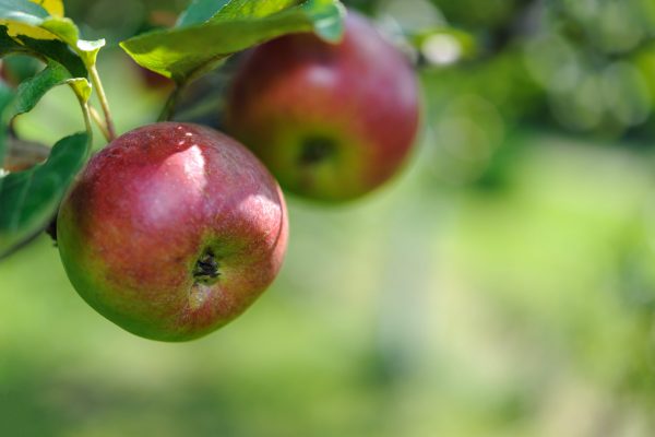 Jak sázet ovocné stromky?
