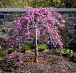 Cercis canadensis var. texensis 'Traveller'®