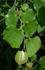 Cercis canadensis var. texensis 'Traveller'® - Image 2