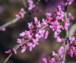 Cercis canadensis var. texensis 'Traveller'® - Image 3