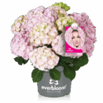 Hydrangea macr. Everbloom ® 'Pink Wonder' ®