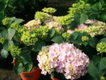 Hydrangea macr. Everbloom ® 'Pink Wonder' ® - Image 2