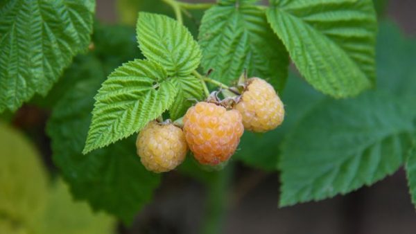 Rubus idaeus 'Solu Yellow' - Malinik Solu Yellow
