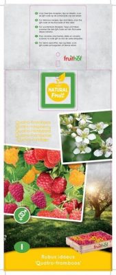 Rubus idaeus 'Quattro' - Maliny Quattro Framboos 3