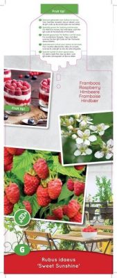 Rubus idaeus 'Sweet Sunshine®'-terasový - Sweet Sunshine 2