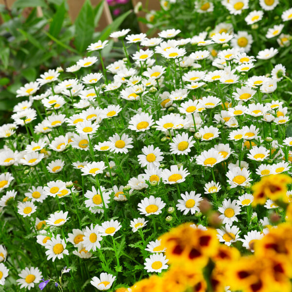 Chrysanthemum paludosum 6-pack