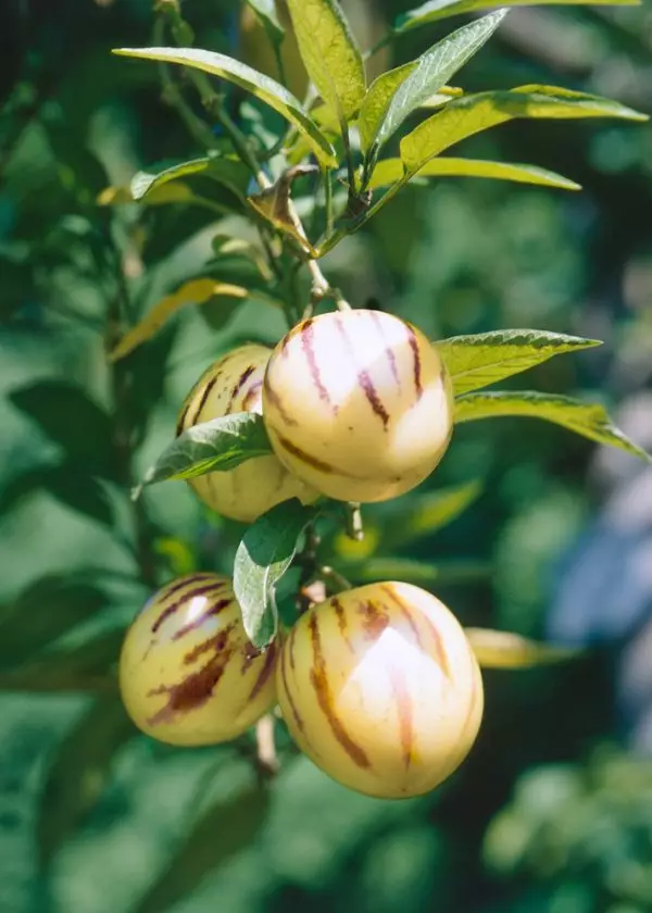 Solanum muricatum 'Pepino' - Pepino