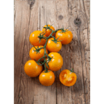 Roubované rajče Starlias® F1 Orange Bolzano