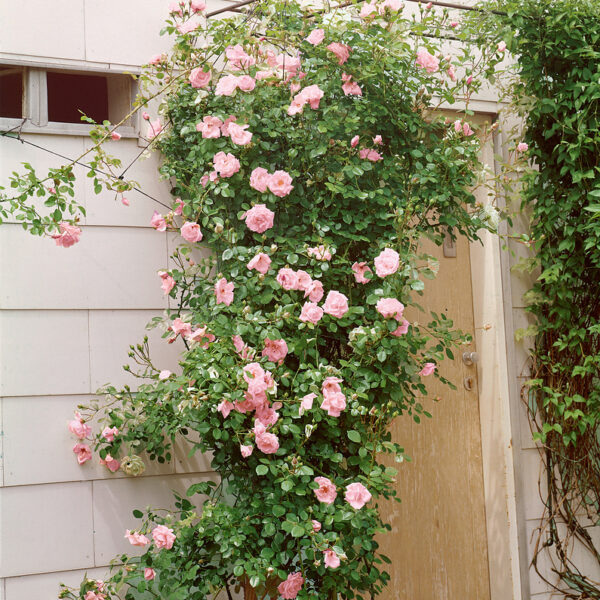 Rosa 'New Dawn'