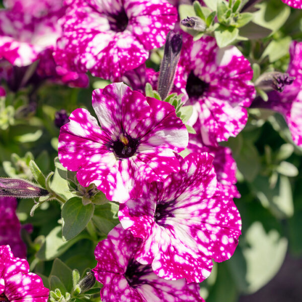 Petunia převislá 'Sky Family'