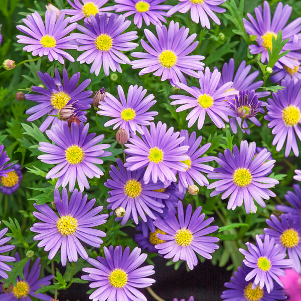 Brachyscome multifida