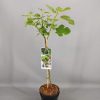 Ficus carica 'Brown Turkey' - C3L KM 50 CM-stromkový