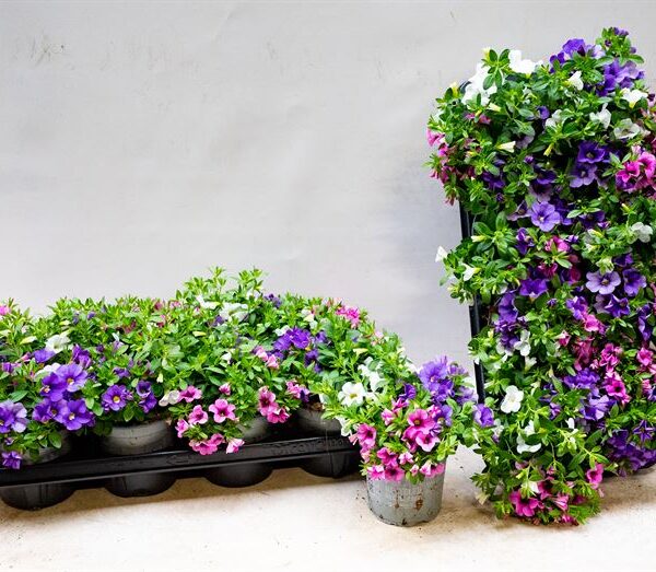 Calibrachoa cultivar Million Bells - Trio, P 12