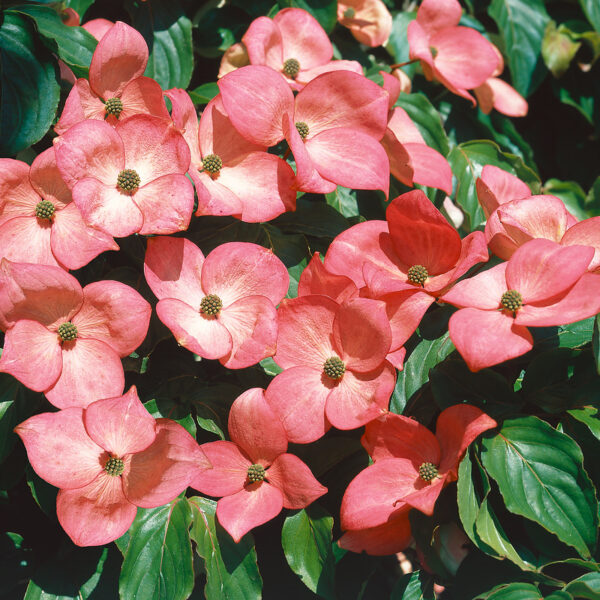 Cornus kousa 'Satomi'