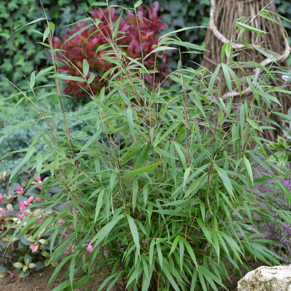 Fargesia scabrida 'Asian Wonder'