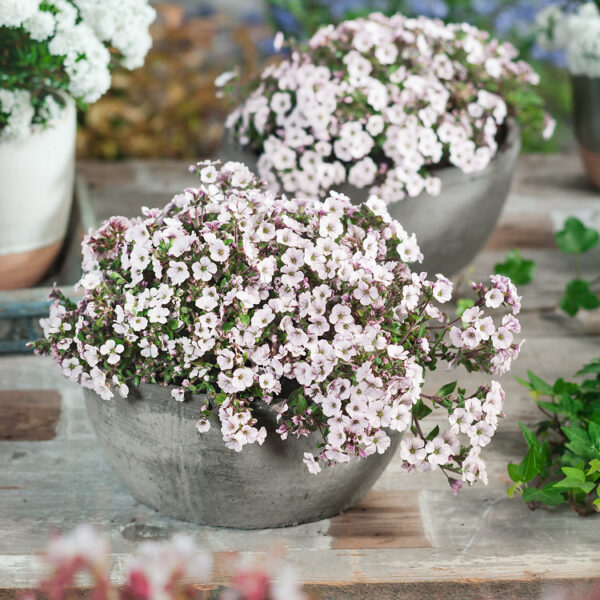 Gypsophila cerastioides