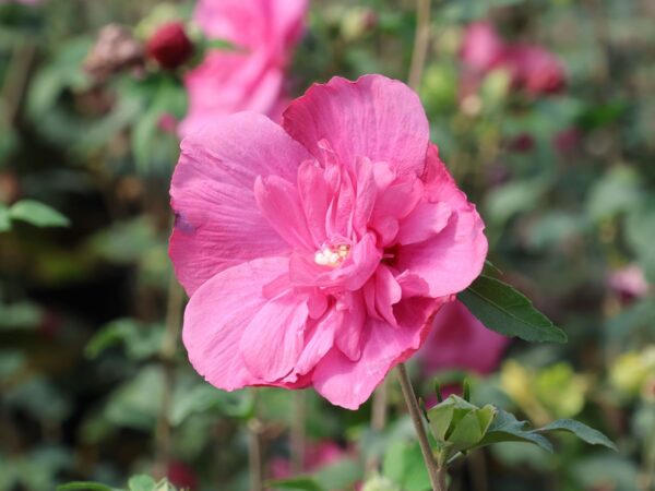 Hibiscus syriacus 'Magenta Chiffon' - Hibiscus Magenta Chiffon