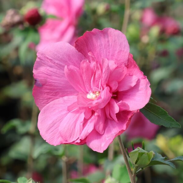 Hibiscus syriacus 'Magenta Chiffon'