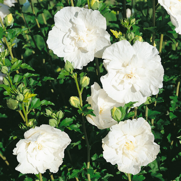 Hibiscus syr. 'White Chiffon'®