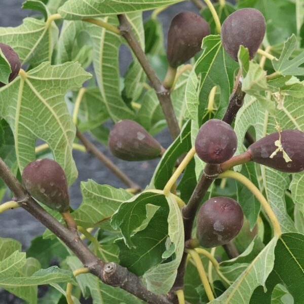 Ficus carica 'Little Miss Figgy'®