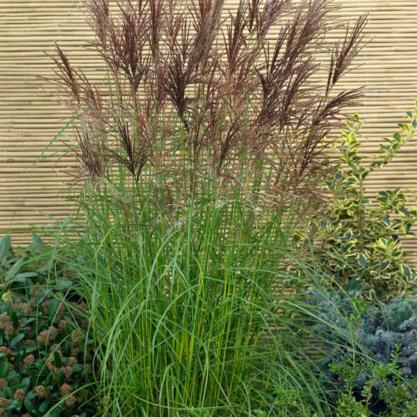 Miscanthus sinensis 'Nippon'