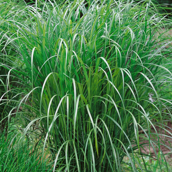 Miscanthus sinensis 'Positano'
