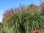 Miscanthus sinensis 'Positano' - Image 2