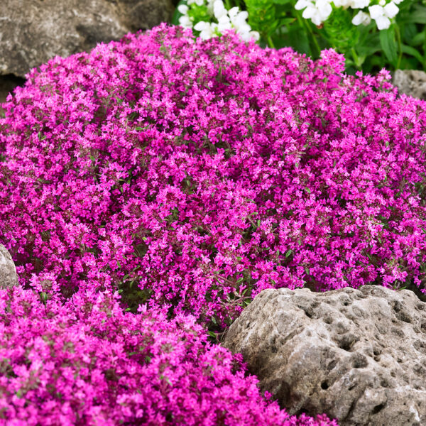 Thymus praecox 'Creeping Red'