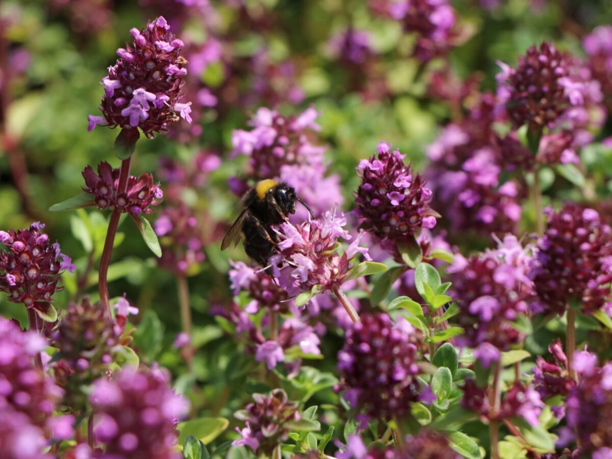 Thymus serpyllum - Image 2