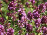 Thymus serpyllum - Image 2