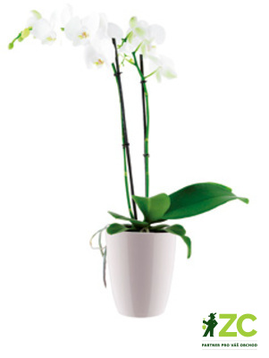 Obal Brussels Orchid High - white 12,5 cm