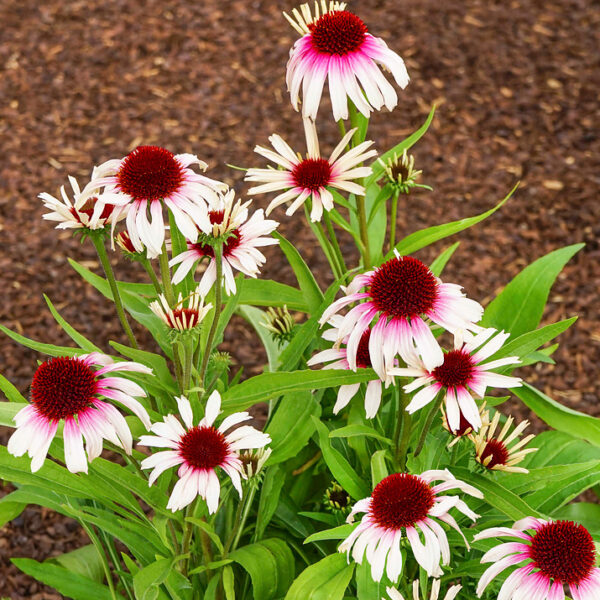 Echinacea Fountain 'Pink Eye'