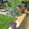 Eucalyptus gunnii 'Azura' - C6L-EXTRA