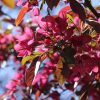Malus toringo 'Scarlett' - C15L 200-250 cm, vřeteno