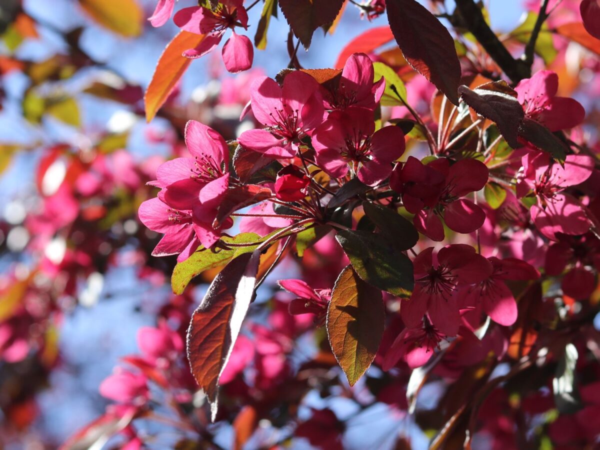 Malus toringo 'Scarlett' - Image 1