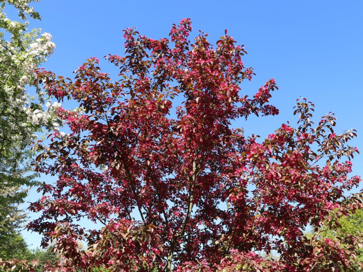 Malus toringo 'Scarlett' - Image 2