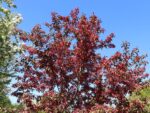Malus toringo 'Scarlett' - Image 2