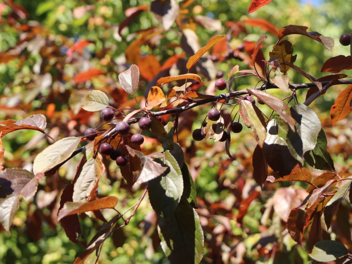 Malus toringo 'Scarlett' - Image 3