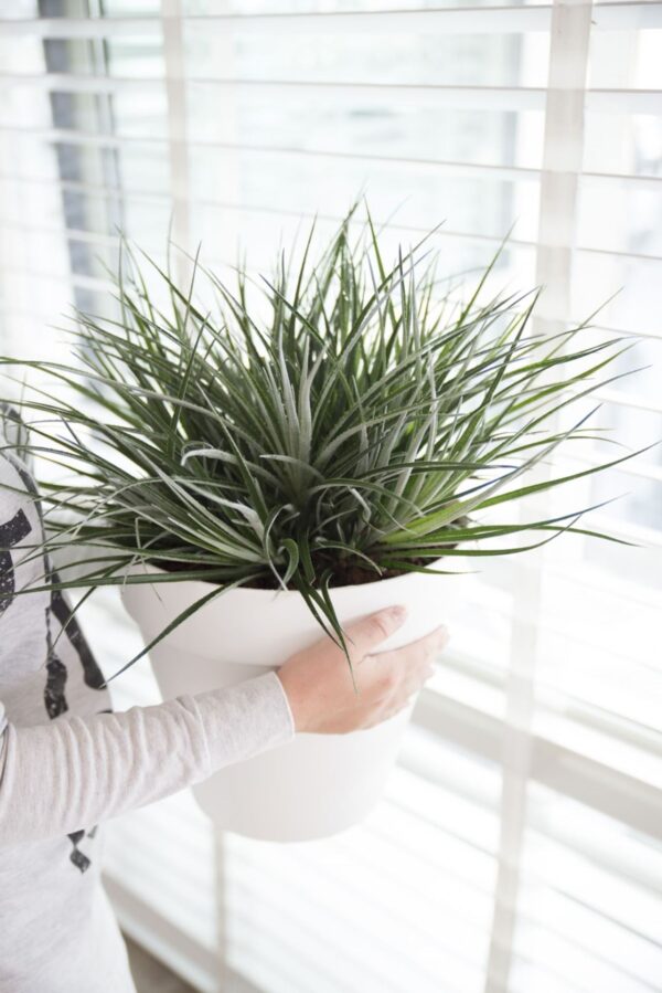 Aloe Fascicularia 'Bicolor' - da666763 526c 4779 bbbb 5336dc01e2d1