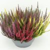 Calluna vulgaris Beauty Ladies Trios® - P27 žardina – TRIO