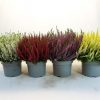 Calluna vulgaris 'Beauty Ladies'® - C5L-extra