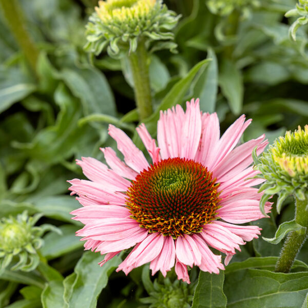 Echinacea 'SunSeekers Salmon'®