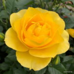 ROSA KORDES 'Here Comes the Sun'®