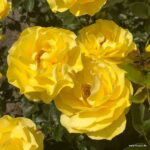 ROSA KORDES 'Here Comes the Sun'® - Image 3
