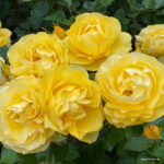 ROSA KORDES 'Here Comes the Sun'® - Image 2