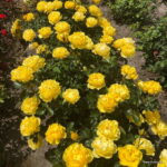 ROSA KORDES 'Here Comes the Sun'® - Image 4